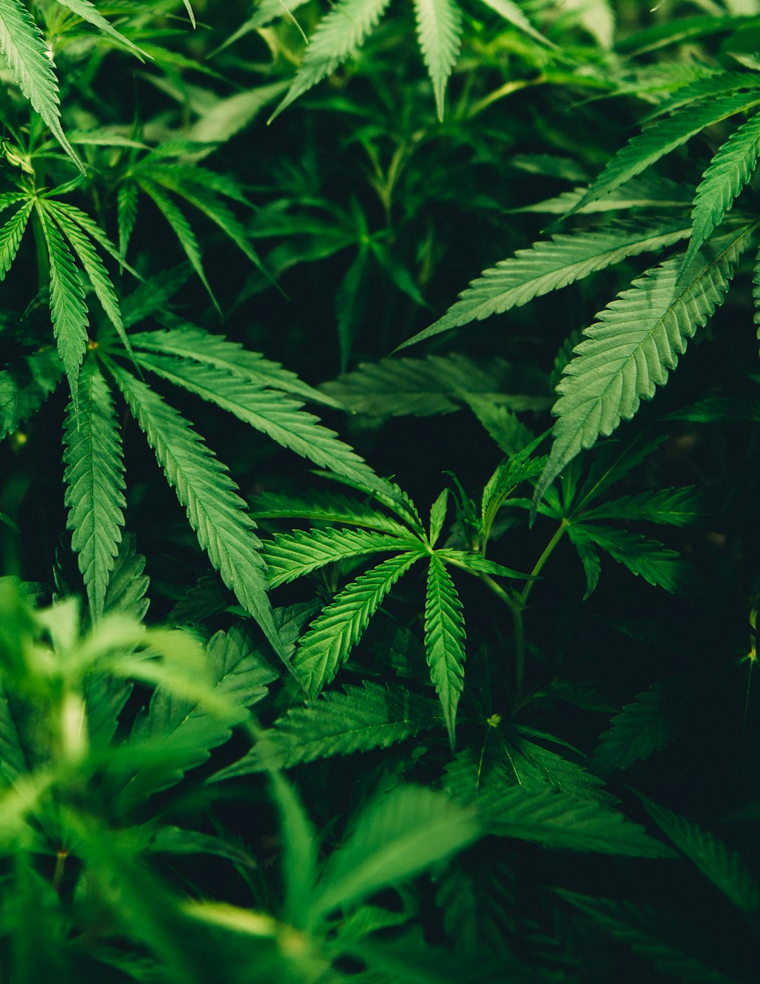 The Netherlands’ Prohibition on Cannabis Sales to Tourists (image credits: unsplash)