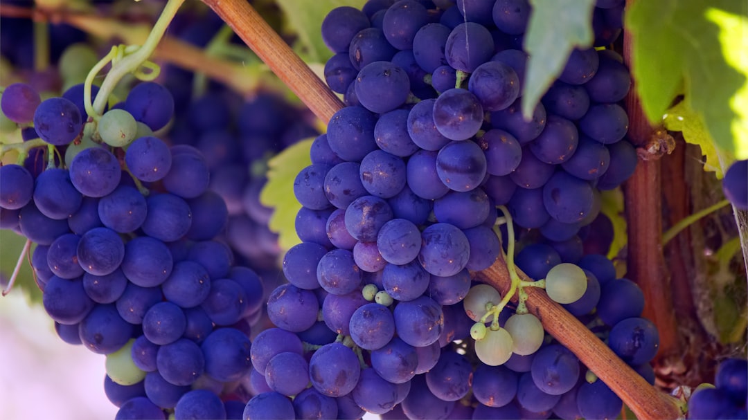 The Diversity of Georgian Grapes (image credits: unsplash)