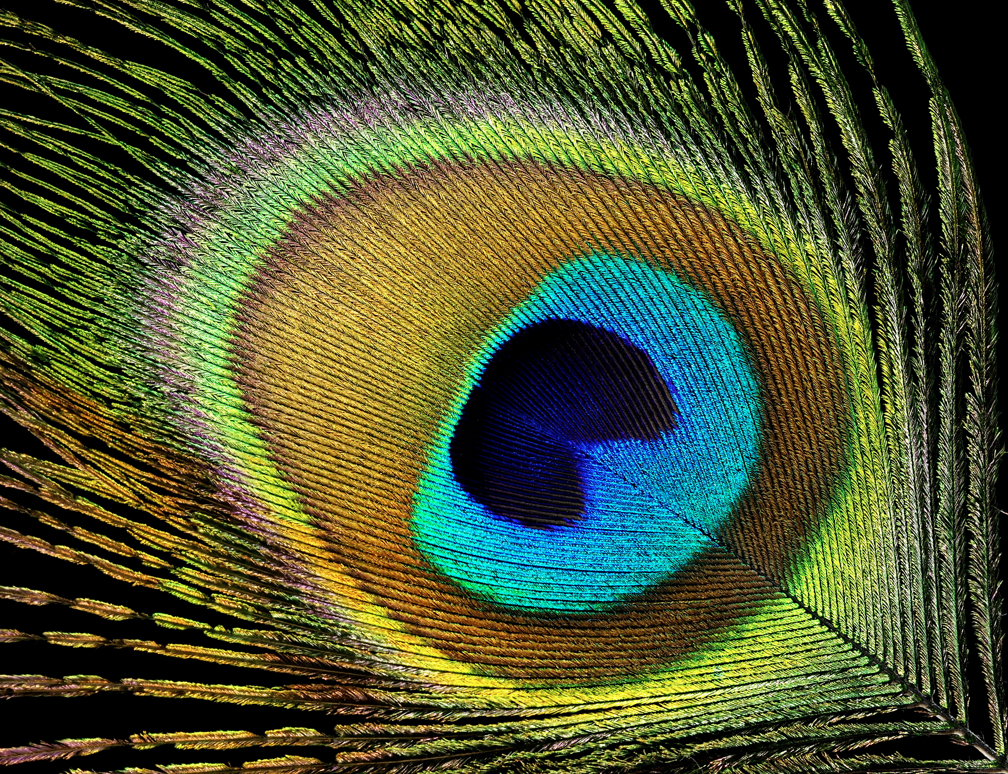 Feathers from Protected Birds (image credits: wikimedia)