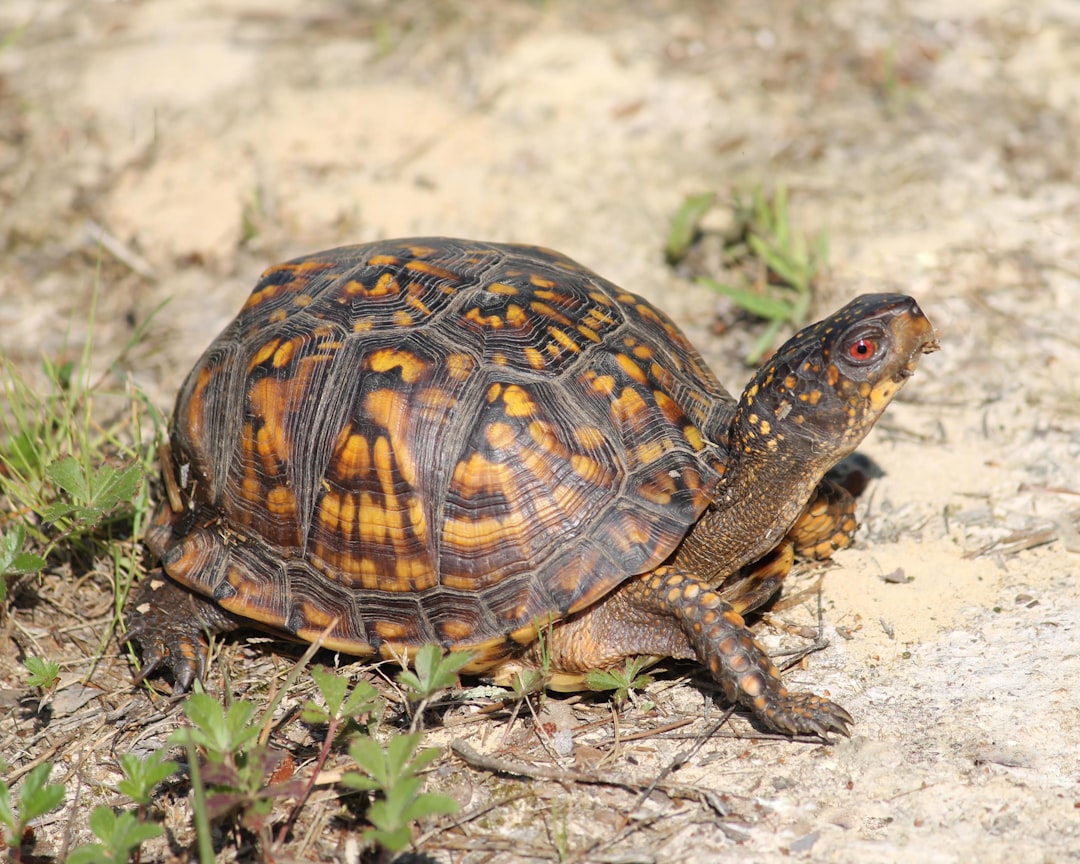 Animal Products like Ivory and Tortoise Shell (image credits: unsplash)