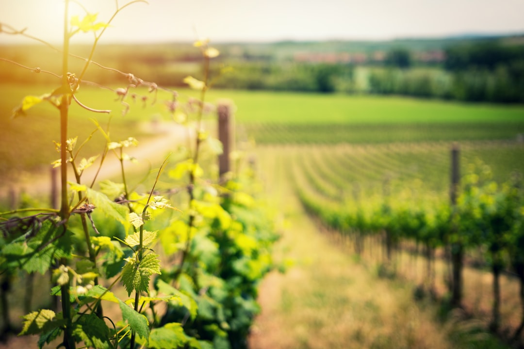 Texas Hill Country (image credits: unsplash)