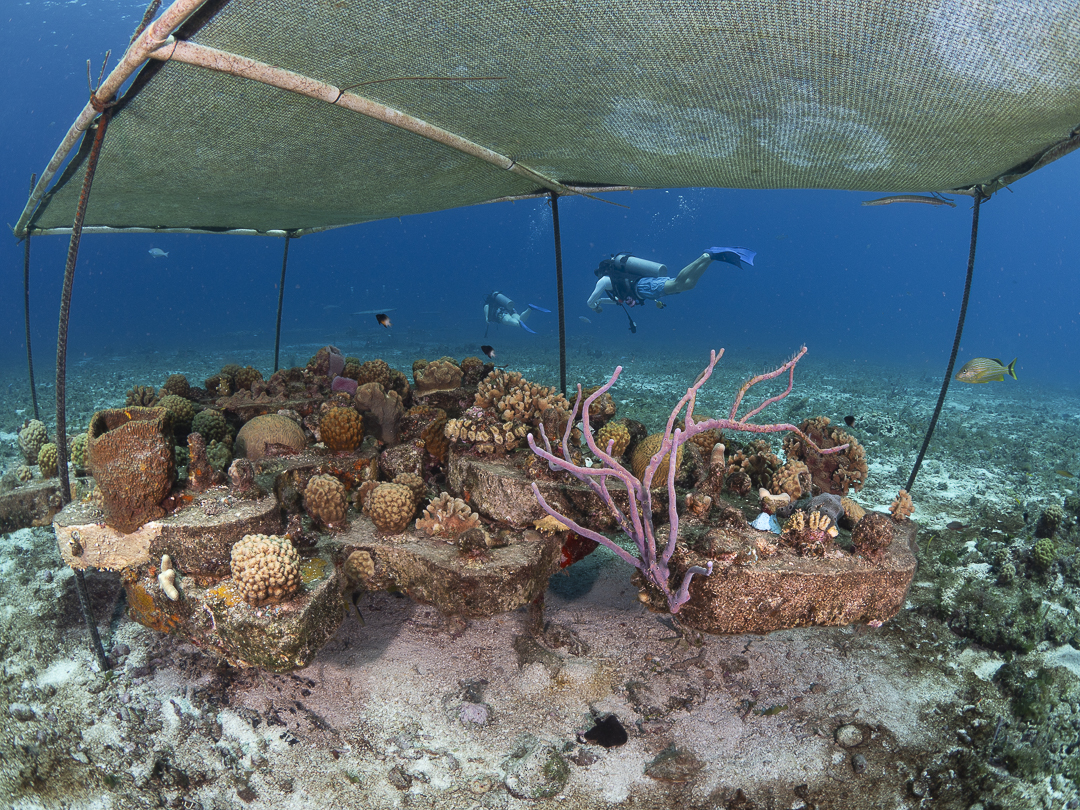 The Great Barrier Reef, Australia: Battling for Survival (image credits: wikimedia)