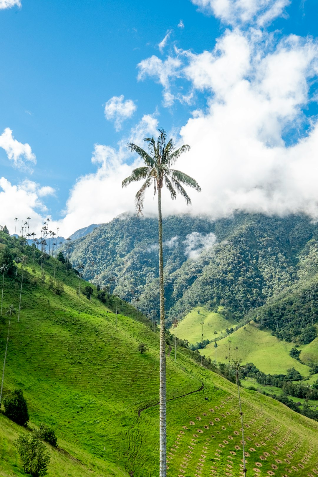 4. Colombia (image credits: unsplash)