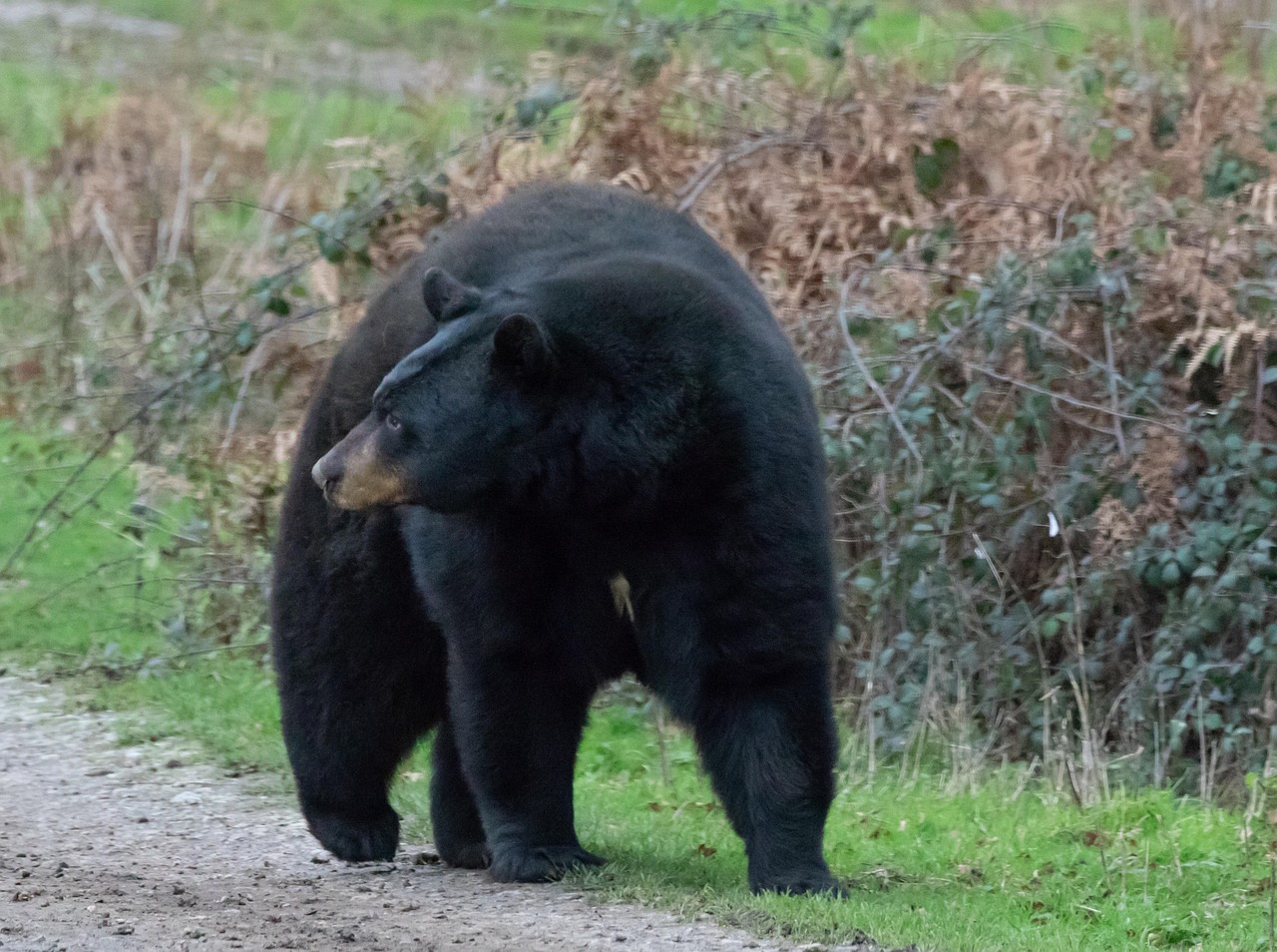 Great Smoky Mountains National Park: Black Bears and Wild Turkeys (image credits: pixabay)