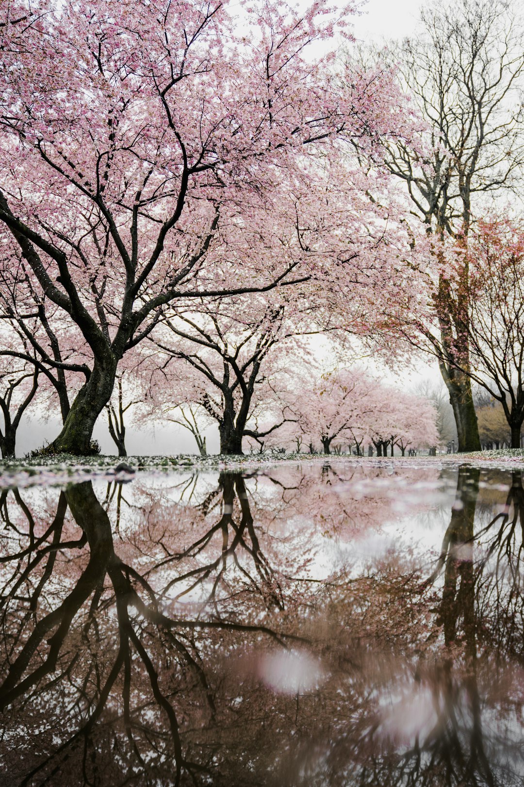 Japan Tradition Meets Pristine Purity (image credits: unsplash)