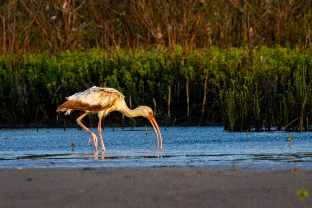 Wildlife Wonders: Nature at Every Turn (image credits: unsplash)