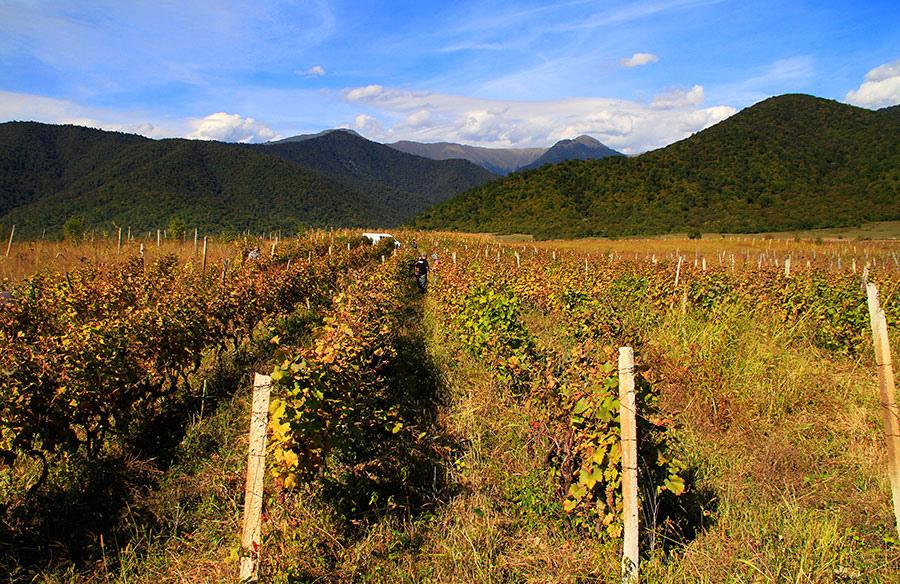 Georgia's Wine Country (image credits: wikimedia)