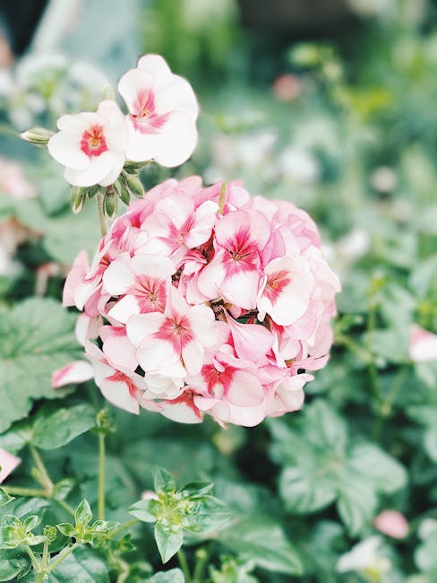 17. Geraniums - The Scented Sentries (image credits: pexels)