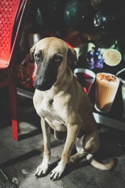 8. The Irresponsible Sagittarius Who Abandons Pet Care Duties (image credits: pexels)