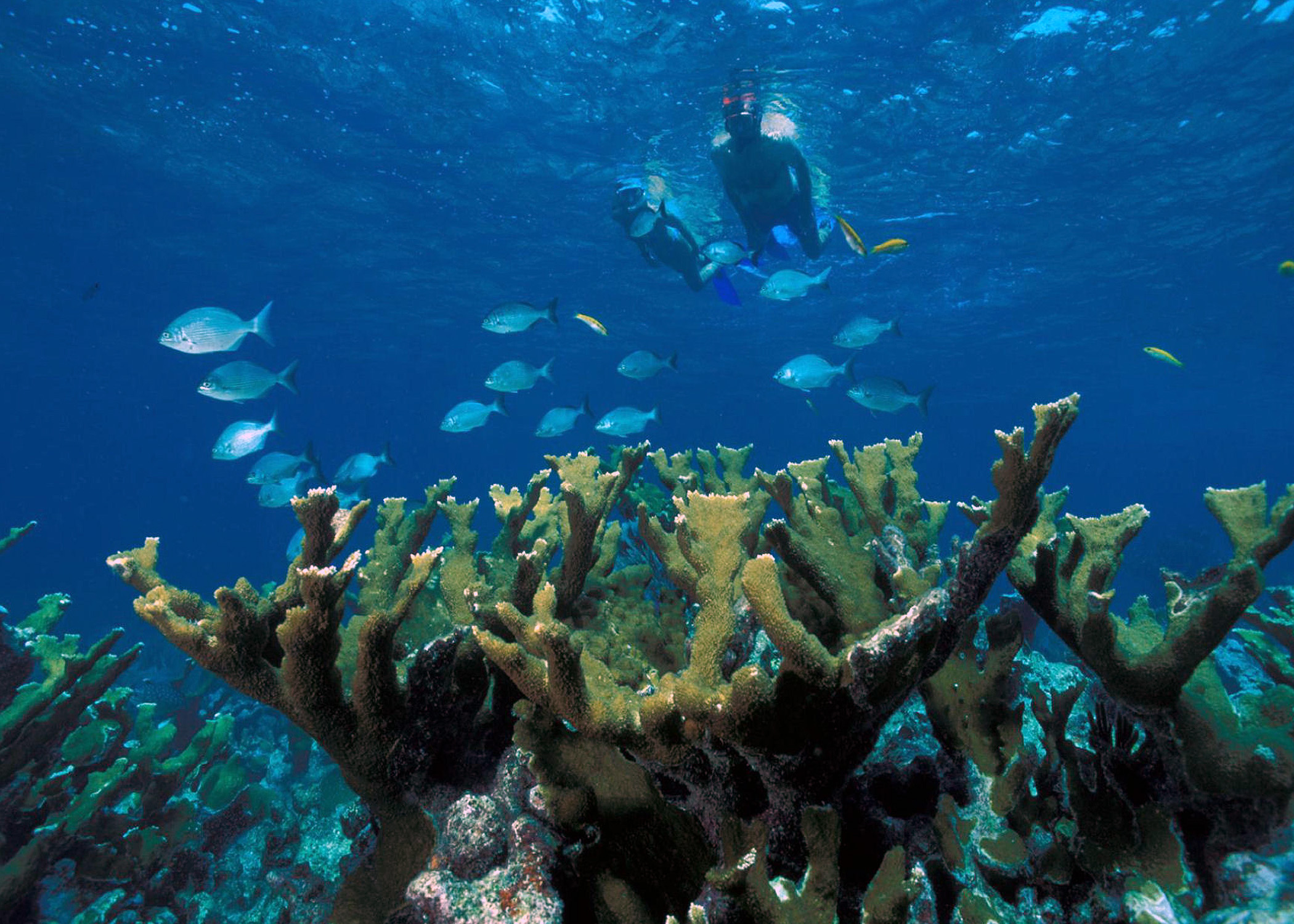 Biscayne National Park: An Underwater Paradise (image credits: wikimedia)