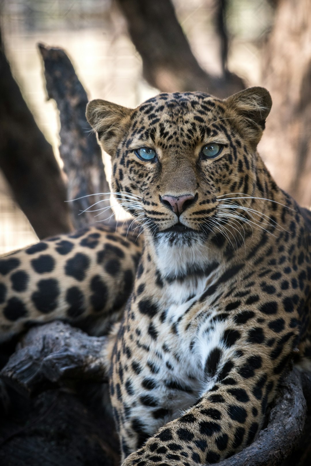 Endangered Species Spotlight: The Amur Leopard (image credits: unsplash)