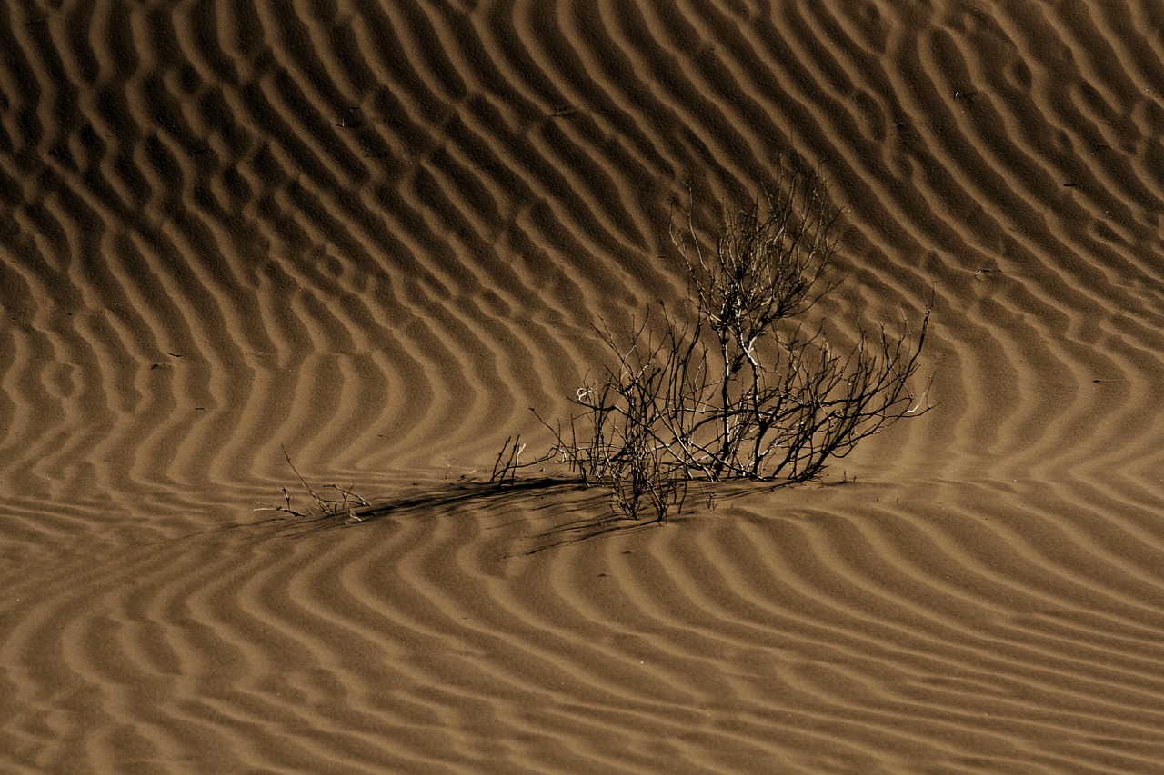 Modern Art Amidst Ancient Wonders: Desert X AlUla 2025 (image credits: pixabay)