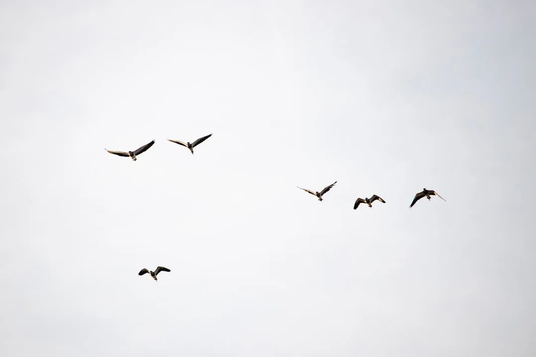 Birdwatching as a Low-Impact, High-Reward Reason to Visit (Image Credits: Unsplash)