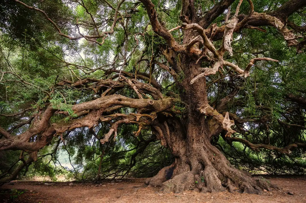 What Makes an Old-Growth Forest Different (Image Credits: Pixabay)