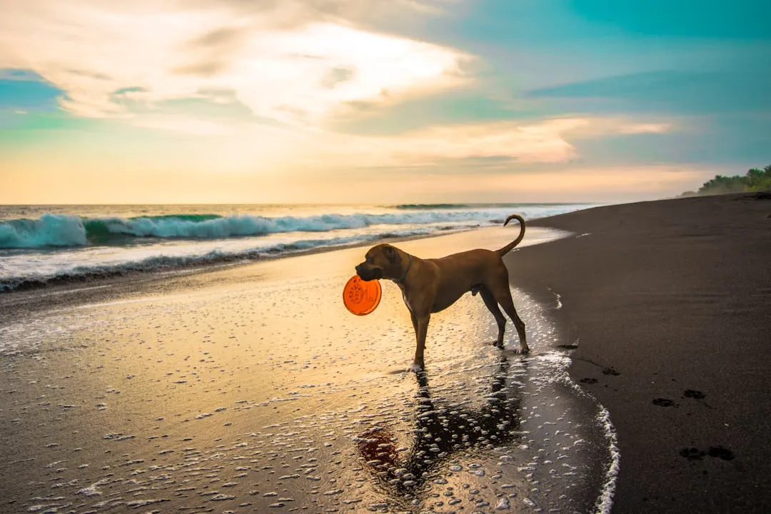 An Off-Leash Beach That Changes Everything (Image Credits: Unsplash)