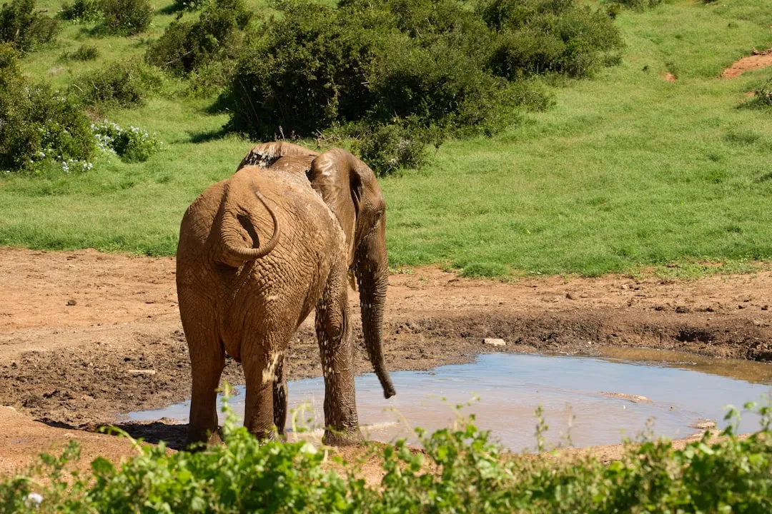 Elephants: Active Around the Clock, with a Midday Pause (Image Credits: Unsplash)