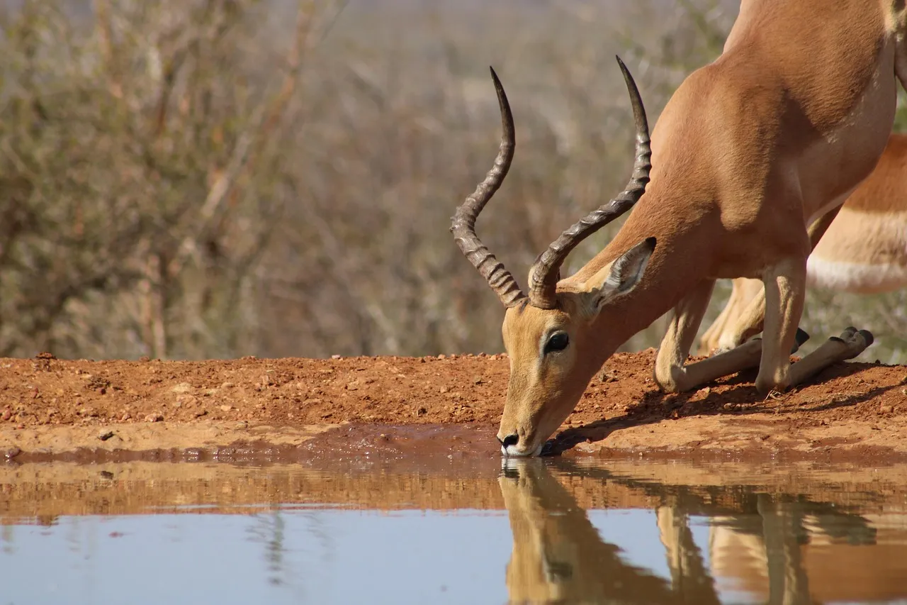 8. Waterholes Are Your Best Strategy for Guaranteed Sightings (Image Credits: Pixabay)