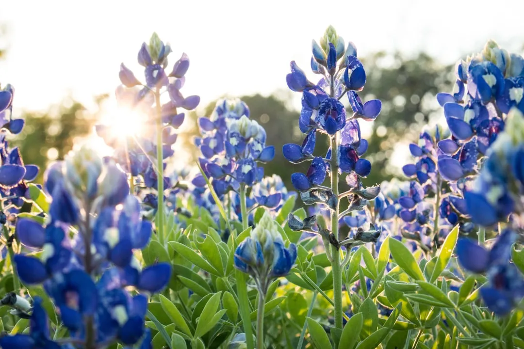 Bluebonnets and the Hill Country Wildflower Season (Image Credits: Unsplash)