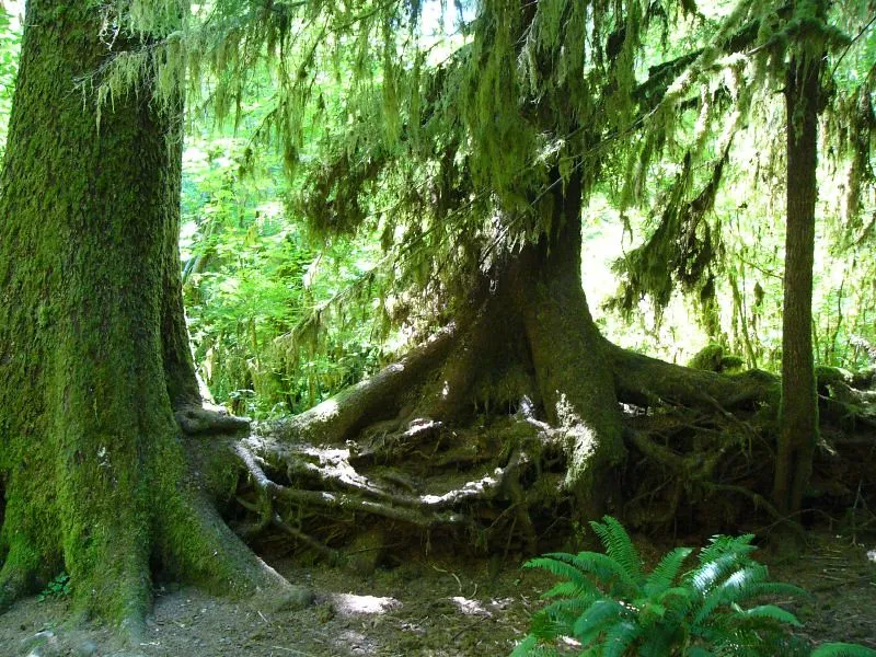 The Nurse Logs and Colonnades Tell the Forest's Own Story (Matt Calder, Flickr, CC BY 2.0)