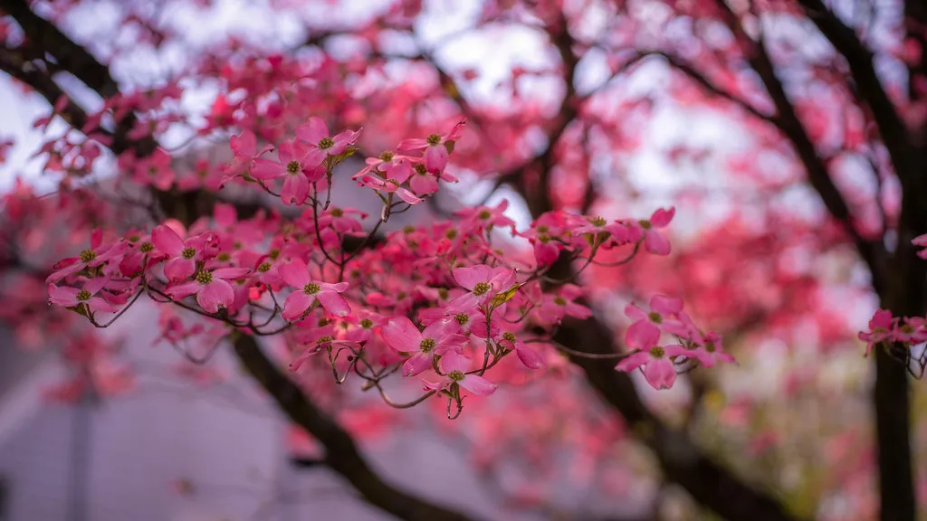 How the National Park Service Tracks the Bloom (John Brighenti, Flickr, CC BY 2.0)
