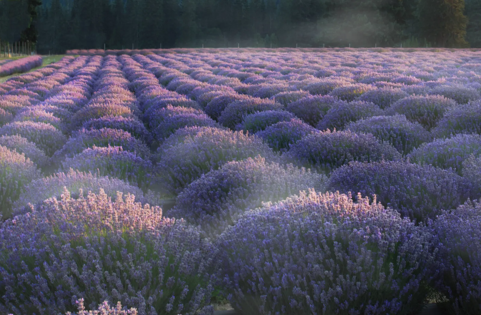 The Relay Race of Varieties (Morning mist on lavender.  Lavender Valley Farms, Oregon, Public domain)