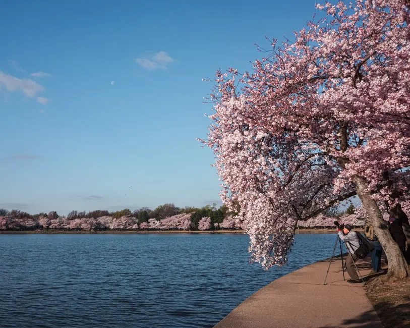 How to Plan a Trip Around Peak Bloom (Image Credits: Pexels)