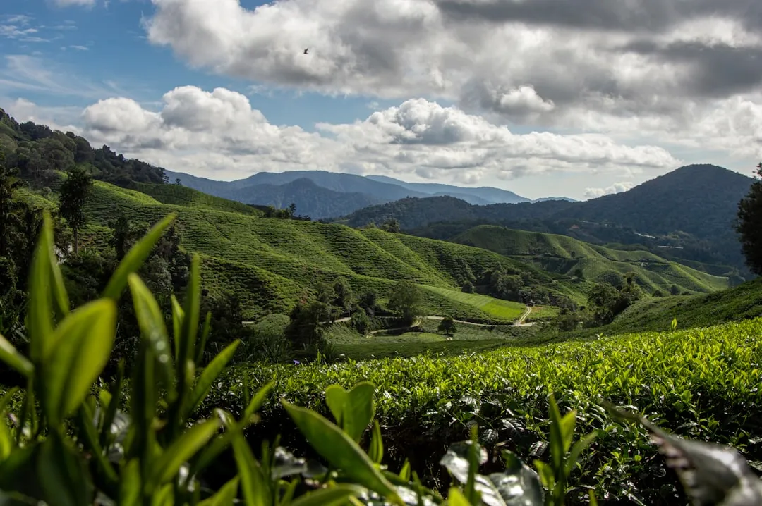 Asia's Top Rural Destination in 2025 (Image Credits: Unsplash)