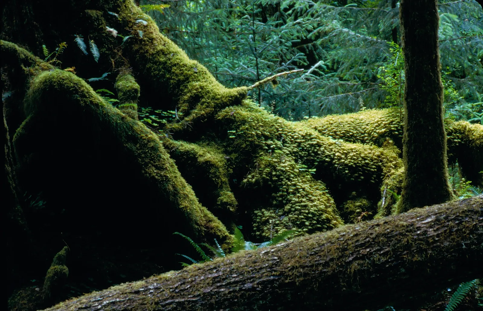 The Crowds Are Gone, and That Changes Everything (Hoh_Rainforest,_mossy_log_tree_NPS_Photo, Public domain)