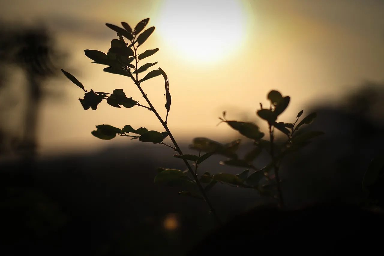 The Late Afternoon Window That Rivals Sunrise (Image Credits: Pixabay)