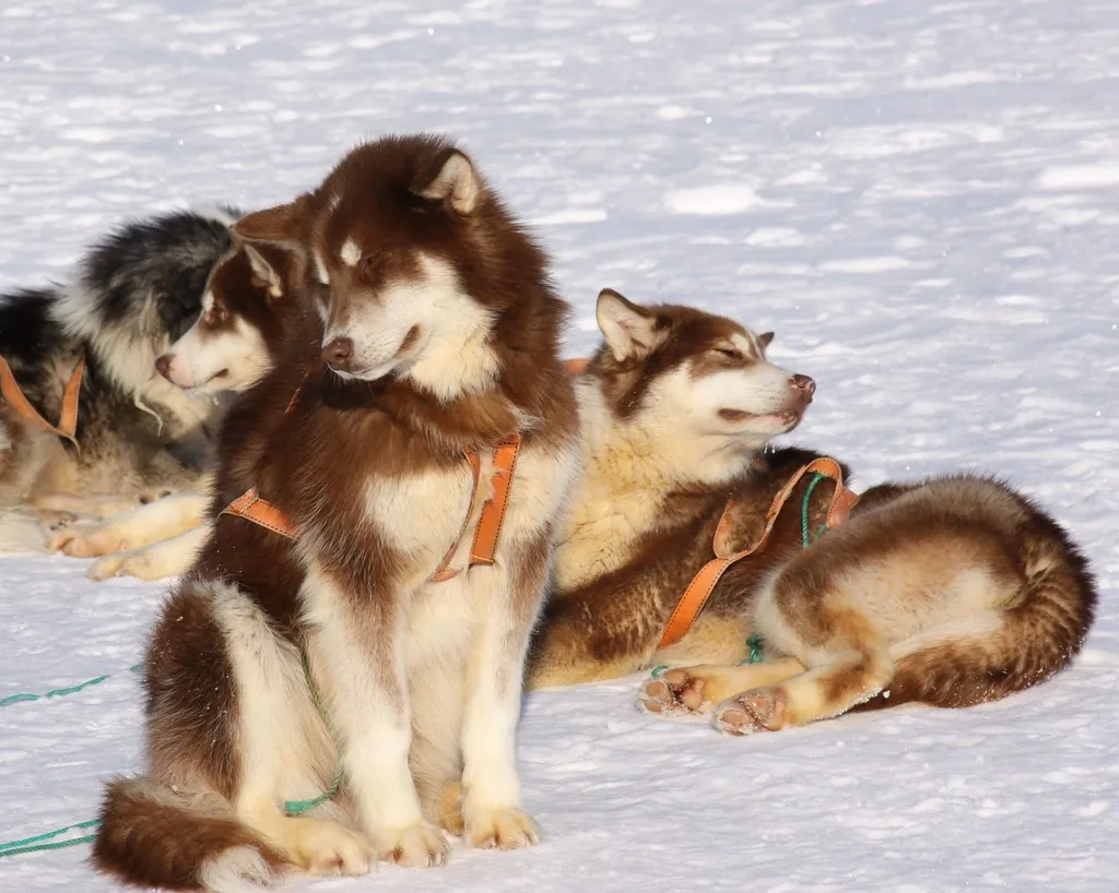 Speed on Snow: What Ideal Conditions Unlock (Drew Avery, Flickr, CC BY 2.0)