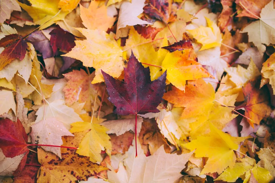 The Weather Makes Everything More Comfortable (Image Credits: Unsplash)