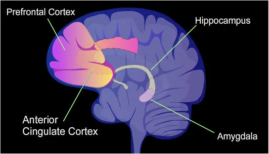Emotional Intensity Makes Memories Stick (Image Credits: Flickr)