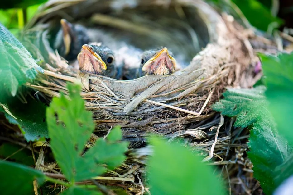 5. Respect Nesting Sites and Denning Areas (Image Credits: Pexels)