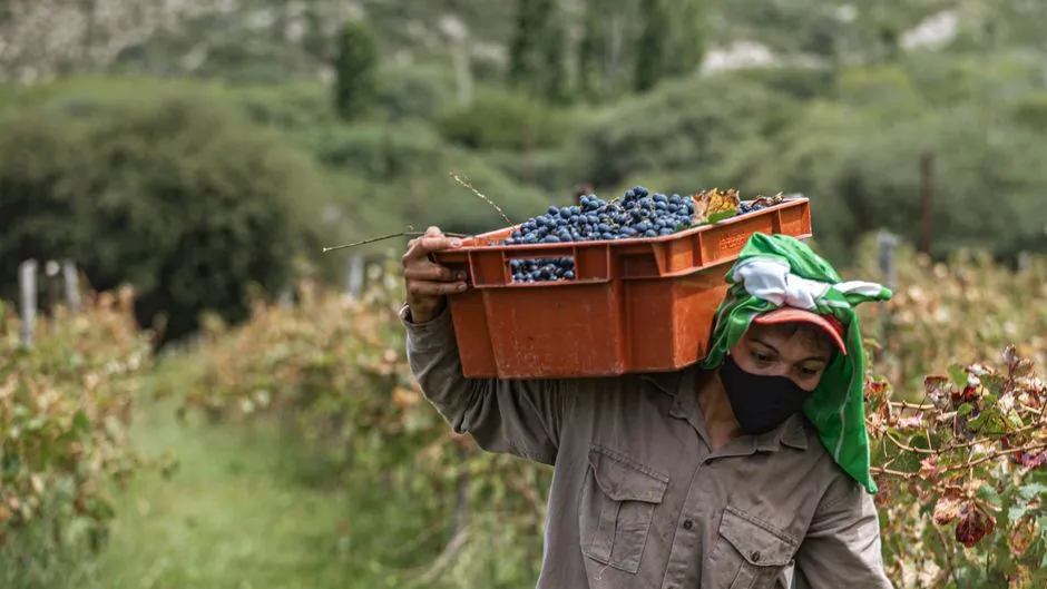 What Harvest Workers Actually Do During That Week (Image Credits: Pexels)