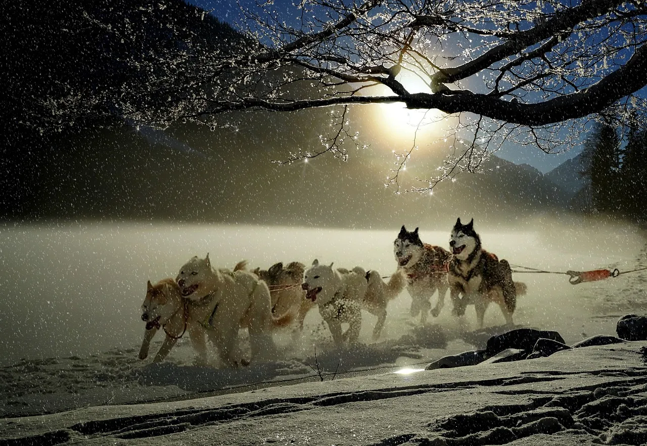 How Warmer Winters Are Reshaping Mushing Strategy (Image Credits: Pixabay)
