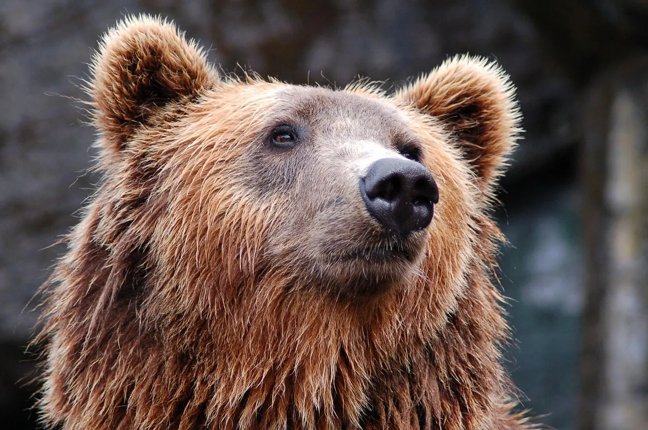 Wildlife Comes Out in Force (Image Credits: Pixabay)