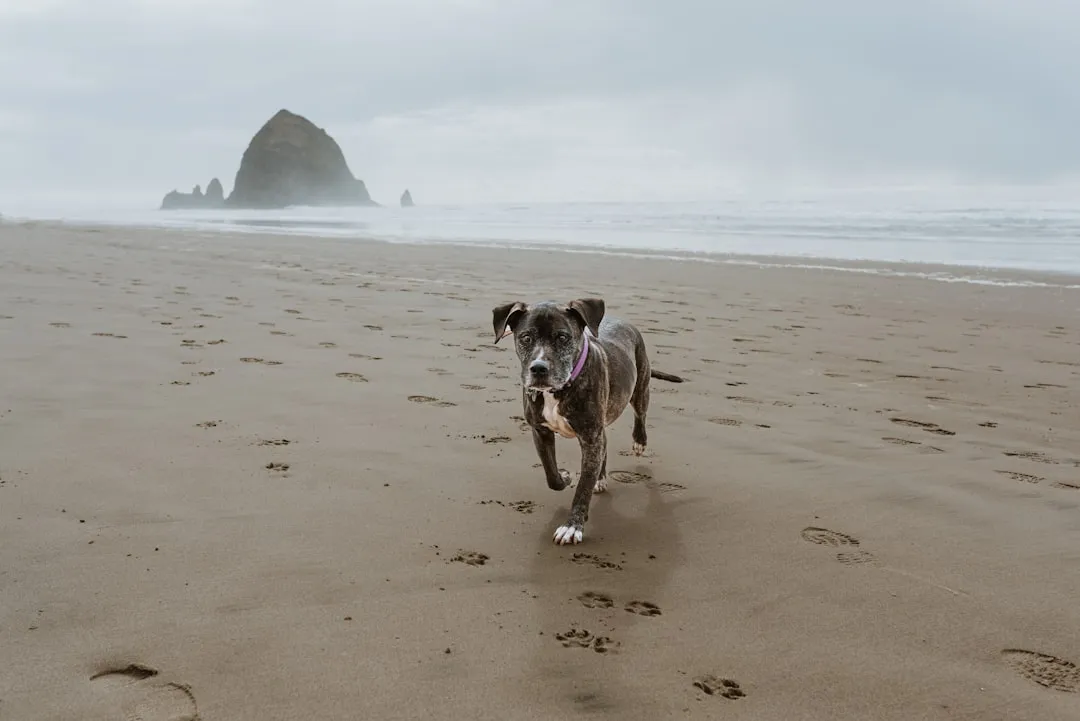 Cannon Beach, Oregon: A Pacific Northwest Paradise for Paws (Image Credits: Unsplash)