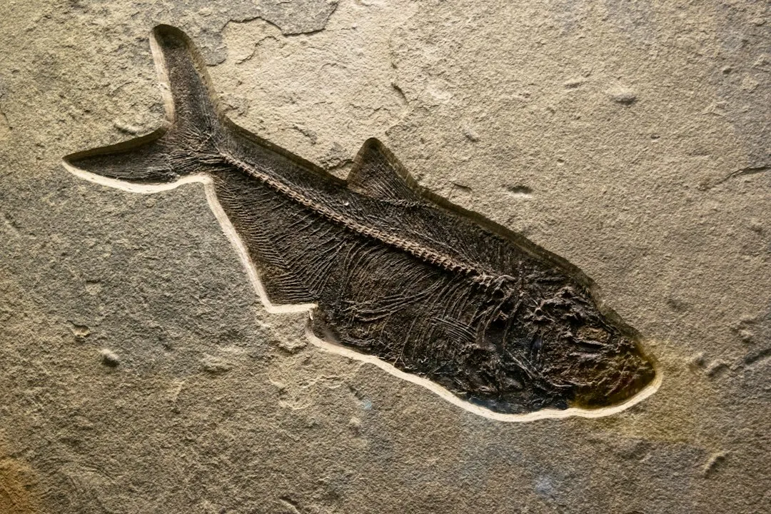 How Old Are These Fossils, Really? (Image Credits: Unsplash)
