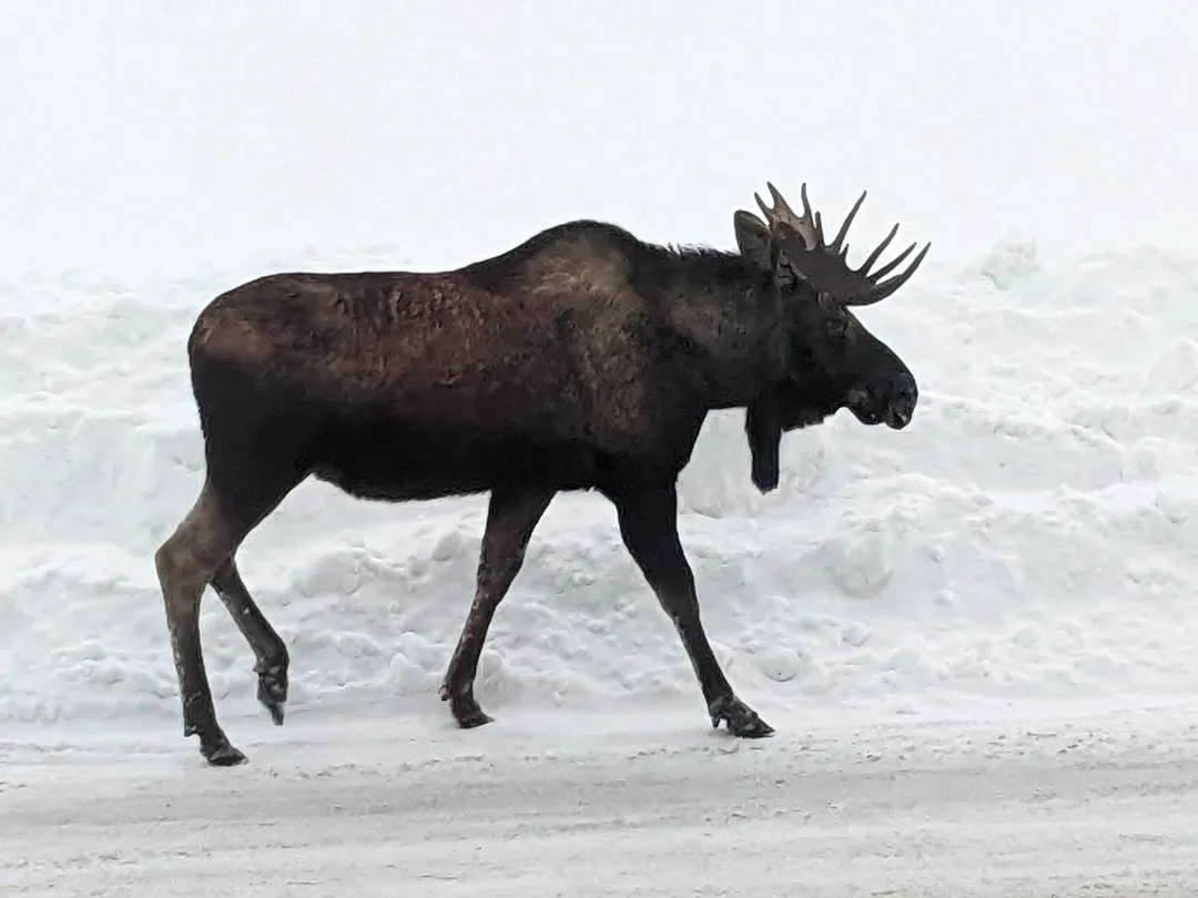 Wildlife and Winter Wilderness Encounters (Image Credits: Unsplash)