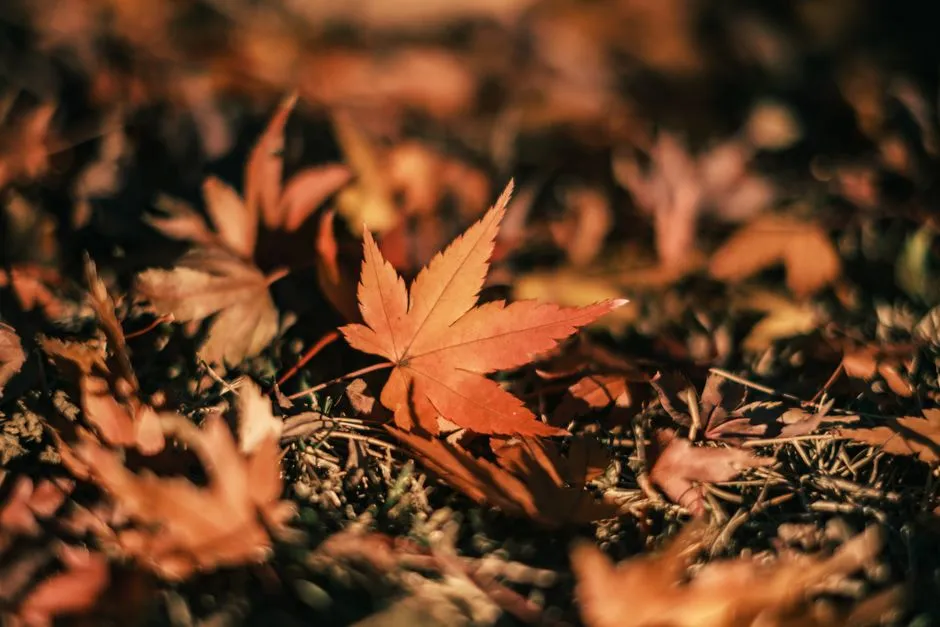 When to Visit and How to Plan Your Trip (Image Credits: Pexels)