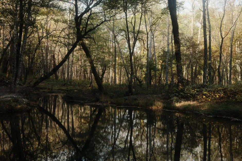 Congaree National Park, South Carolina (Image Credits: Pexels)
