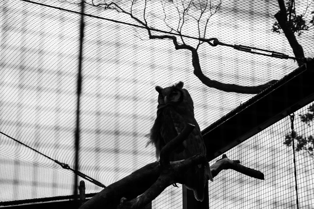 Nocturnal Animals Need a Different Strategy Entirely (Image Credits: Unsplash)