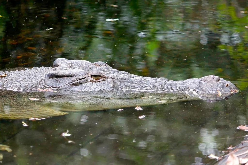Alligators, Spoonbills, and 10,000 Acres of Protected Wild (Julia Koefender, Flickr, CC BY 2.0)