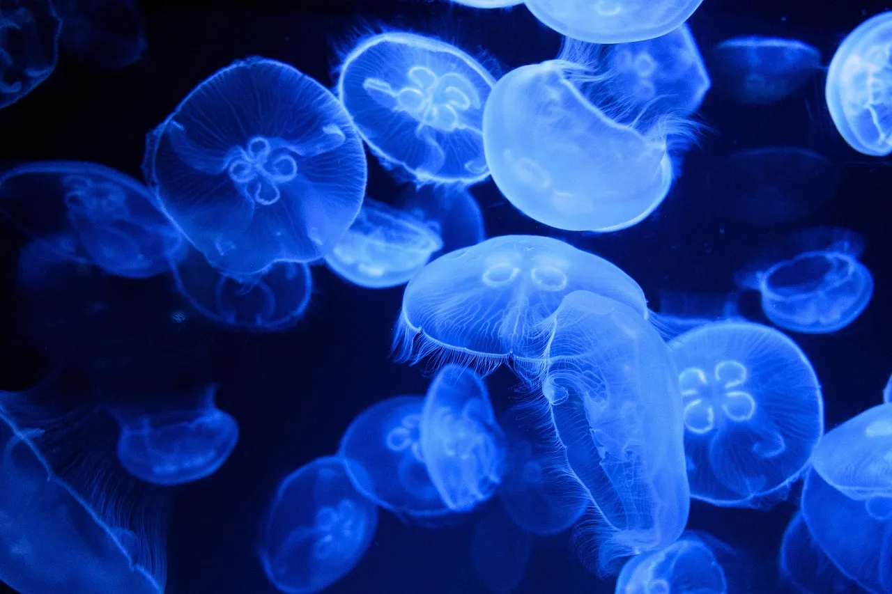 The Island Where the Blue Glow Is Most Talked About (Image Credits: Pixabay)