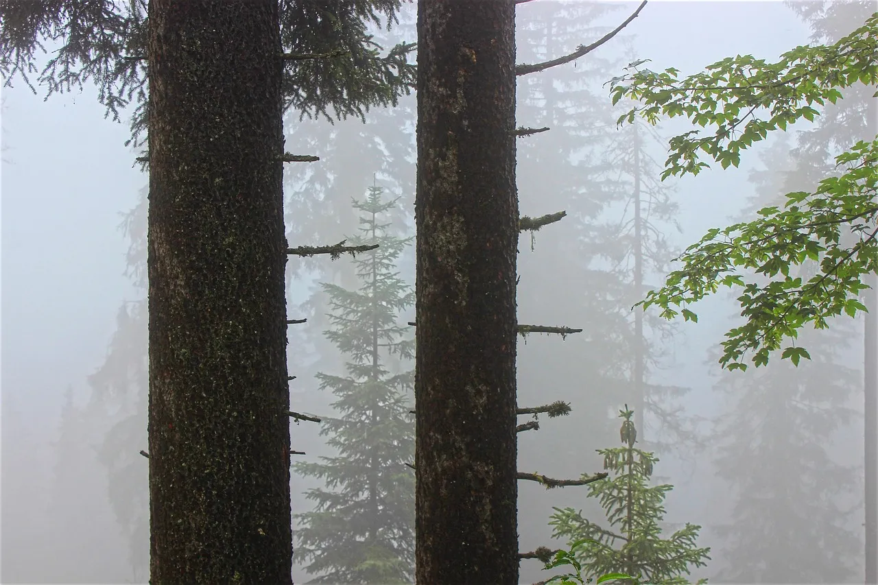 Permits, Access, and the Makah Nation (Image Credits: Pixabay)