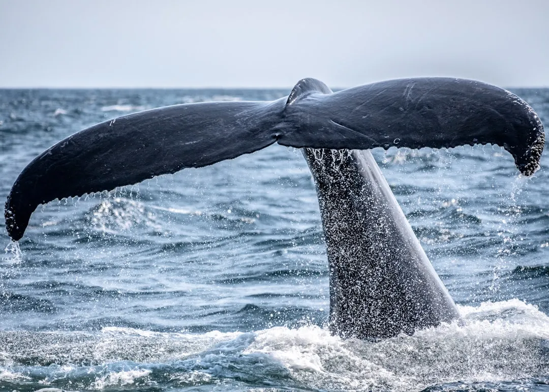 The Scale of the Migration Is Staggering (Image Credits: Unsplash)