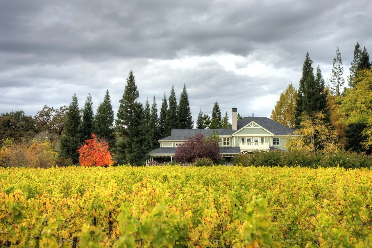 Napa Valley: The Buzz Starts in August (Image Credits: Pixabay)