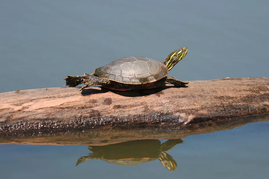 Turtles: Slow, Ancient, and Strangely Compelling (Image Credits: Pexels)