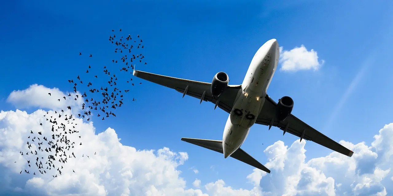 Birds Rule the Skies - and the Strike Statistics (Image Credits: Pixabay)