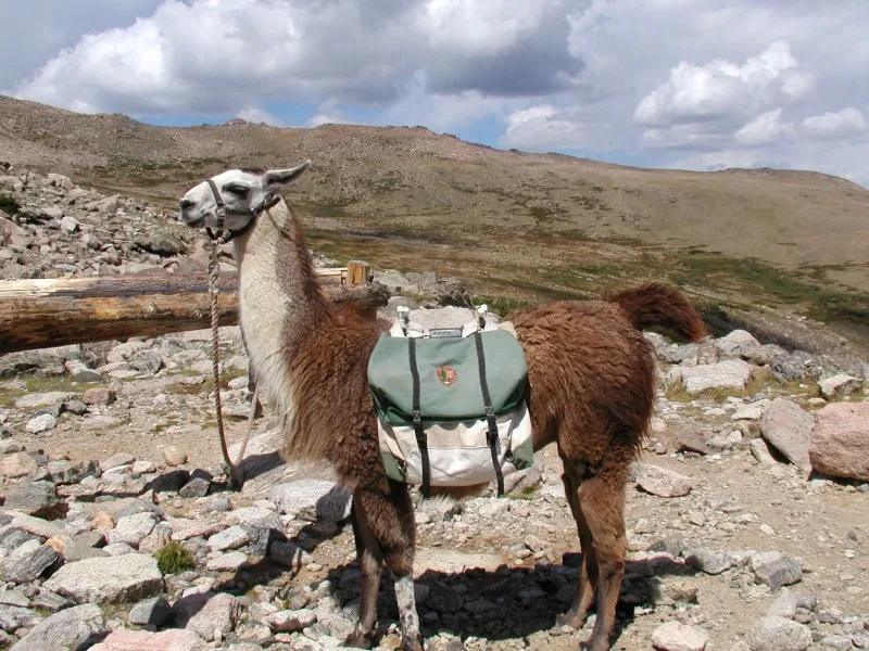 The Takeaway That Guides Already Know (Lloyd the Llama, CC BY-SA 2.0)